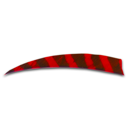 Feder rot (Barred)